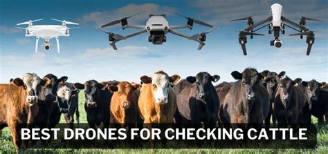 drones  checking cattle ecloudi