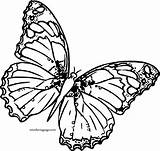 Coloring Wecoloringpage Butterfly Pages sketch template
