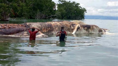インドネシアの島で恐ろしい正体不明の巨大クリーチャー（体長15メートル）が発見される ポッカキット