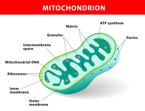 mitochondrion vector illustration kitty bucholtz author