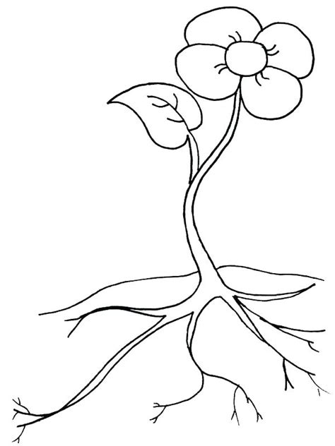 plant coloring pages  kindergarten  getcoloringscom