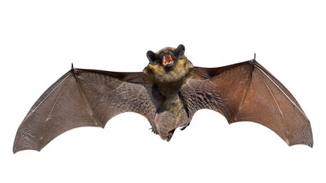 scientists engineer  batbot  bat populations decline
