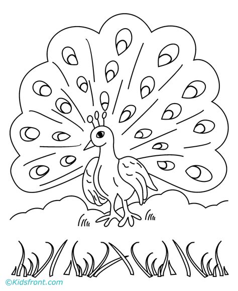 coloring pages peacock coloring home