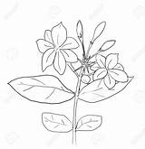 Jasmine Flower Drawing Sampaguita Arabian Line Tattoo Drawings Flowers Botanical Getdrawings Tattoos Sketches Simple sketch template