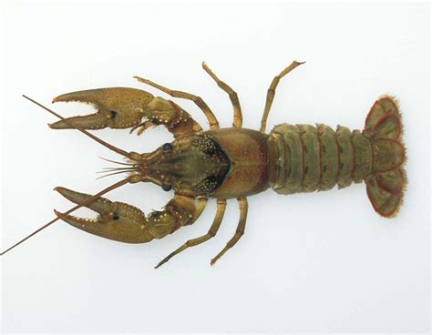 understanding shrimps crabs crayfish  lobsters worldwide aquaculture