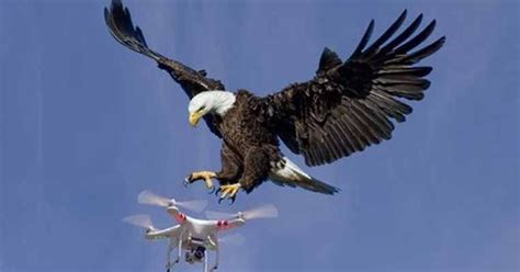 eagle flies    drone