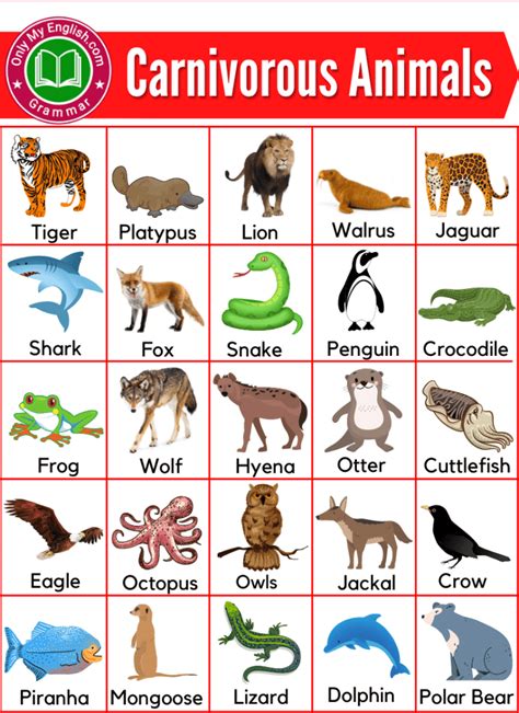animals  list animals   english preschool charts preschool