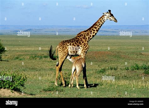 masai giraffe giraffa camelopardalis tippelskirchi giraffe nursing