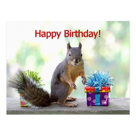 happy birthday squirrel postcard zazzlecom   happy birthday squirrel happy birthday