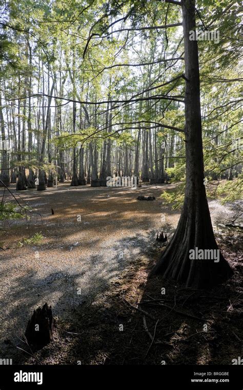 Majestic Bald Cypress Trees Taxodium Distichum Rise From Swamp Bogs