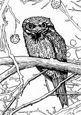 Tawny Frogmouth Coloring Illustrations Australiana Flora Colouring 69kb 850px Fauna sketch template