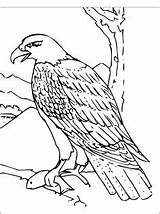 Coloring Hawk Eagle Bald Pages Book Falcon Bird Clip Clipart Printable Drawing Kids Color Animal Sheets Peregrine Harris Draw Outline sketch template