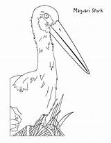 Stork Amongst Maguari sketch template