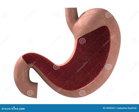 human stomach stock  image