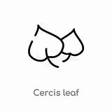 Cercis sketch template