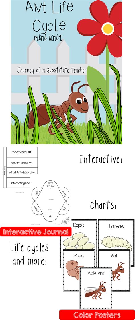 ant life cycle mini unit ants life cycles