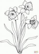 Daffodil Daffodils Coloring Printable Narcissus Select Category Source sketch template