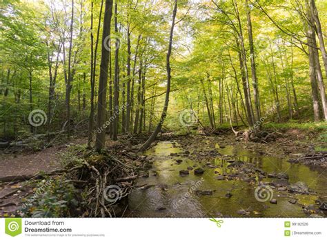 Small Clear Creek Running Into The Woods At Bruce Trail In