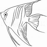 Angelfish Draw Step Dragoart Fish sketch template