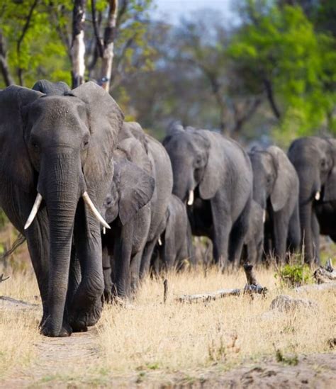 de afrikaanse olifant  afrika inspired  safaris