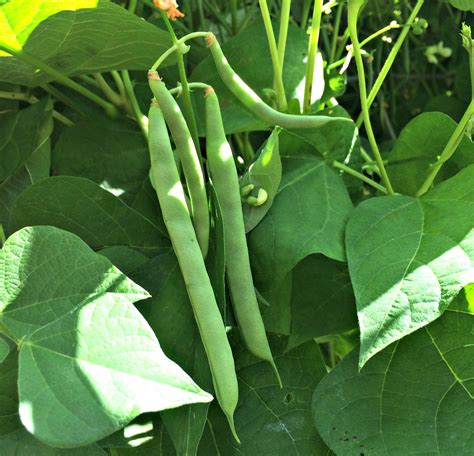 cook fresh green beans farm fresh  life real food  health wellness