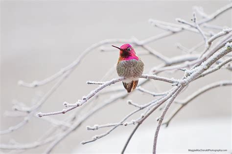 ruby throated hummingbirds wintering northward at a nectar feeder near you feederwatch