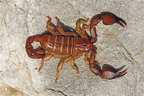 bestellen europaeischer skorpion europaeischer skorpion  freier
