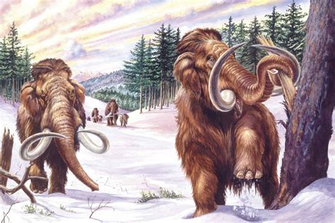 facts   wild woolly mammoth