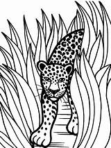 Jaguar Coloring Pages Rainforest Animal Color Grass Jaguars Printable Animals Drawing Drawings Tall Jacksonville Crafts Car Head Baby Kids Print sketch template