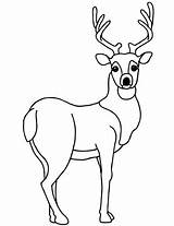 Deer Chevreuil 2603 Coloriages Tailed sketch template