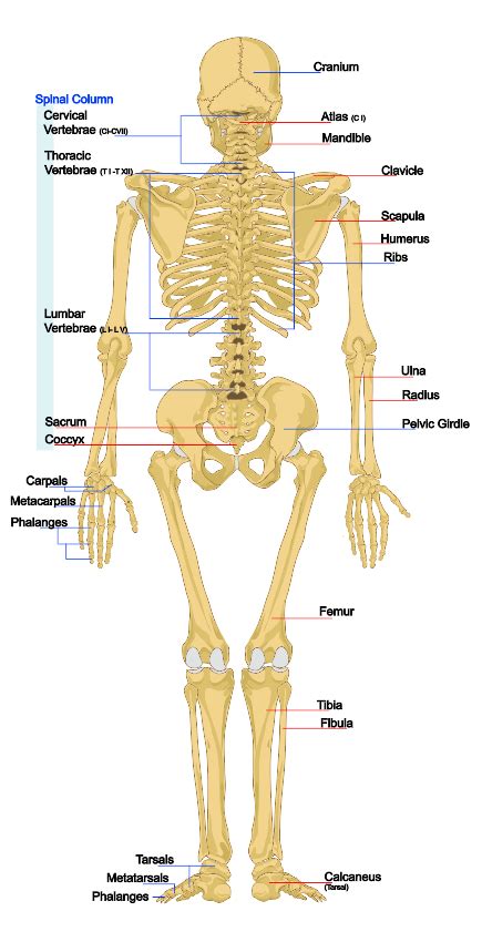 introduction   skeletal system biology libretexts