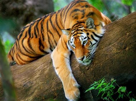 tigre caracteristicas especies habitat  alimentacion
