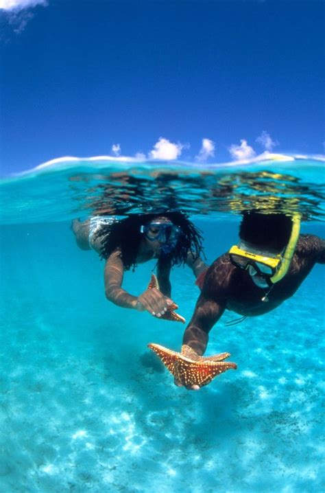 snorkeling in barbados the top spots desertdivers