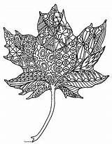 Leaf Coloring Maple Zentangle Autumn Preview Sheet Detailed sketch template