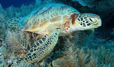 Top 10 Facts About Turtles Top 10 Facts Life And Style
