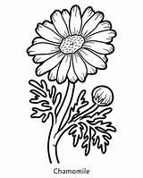 Coloring Chamomile Book Flower Vector sketch template