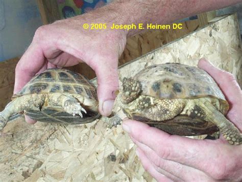 Russian Tortoise Male And Female Comparison