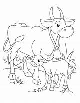Calf Cow Coloring Pages Drawing Outline Printable Colouring Template Getcolorings Kids Getdrawings Print Golden Color Popular Colorings sketch template