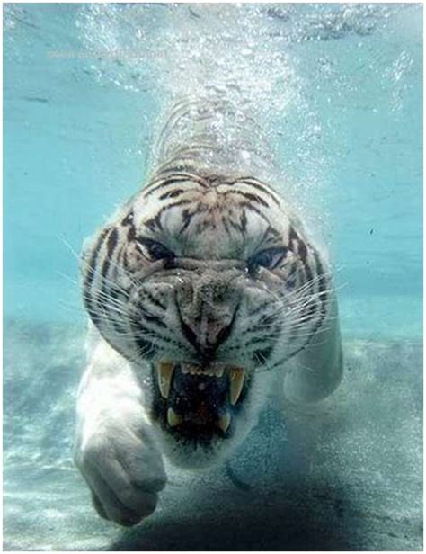 ferocious tiger   water moolf