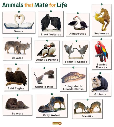 animals  mate  life facts list pictures