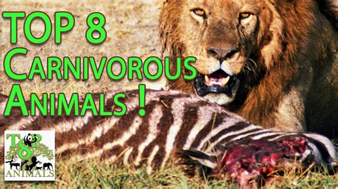 top  carnivorous animals youtube