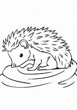 Hedgehog Indiaparenting sketch template