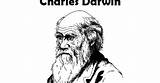 Darwin sketch template