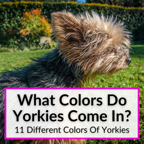 colors  yorkies     colors  yorkies