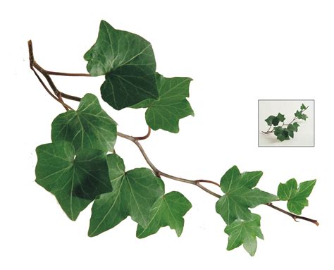 common ivy leaf plant vine ivy png    transparent common ivy png