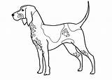 Foxhound Printable Coloring Etsy Coloringpages 5x7 5x11 sketch template
