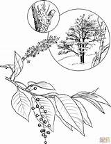 Cherry Coloring Pages Blossom Wild Tree Blossoms Printable Rum Drawing Template Books Picker Library Clipart Comments sketch template