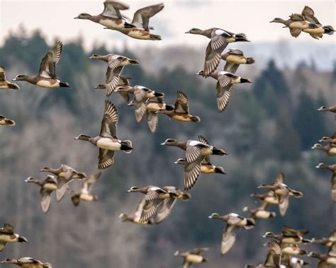 duck hunters tips  quickly identifying waterfowl   wing