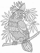 Colouring Cockatoo Zentangle sketch template