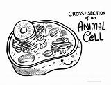 Coloring Biology Pages Cell Animal Science sketch template